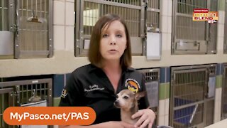 Pet Patrol | Morning Blend