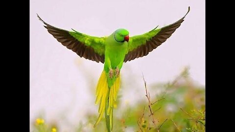 Very nice parrot