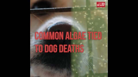 Toxic Blue-Green Algae Is Killing Dogs