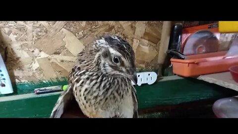 These are two of my Breeders, two of the cutest birds!