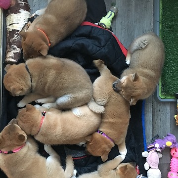 Funny Shiba Puppies