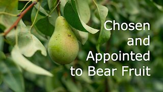 John 15:9-17 - Chosen and Appointed to Bear Fruit - 6th Sunday of Easter