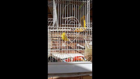Canarey Beautiful bird canary
