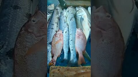 Mais um dia de Pesca Abençoado | Aventura em Alto Mar | Pesca Sub #shorts #pescasub #spearfishing