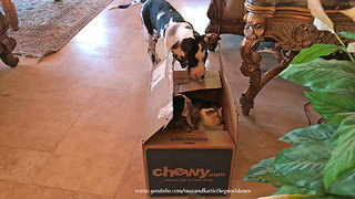 Cat hiding in box scares Great Dane puppy