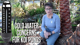 Cold Water Concerns for Koi Ponds