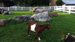 Goats Get Confused By Invisible Duck