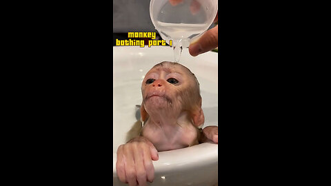 Monkey bathing part 1