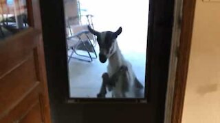 Cabra vizinha bate à porta para entrar
