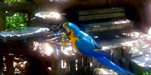 Cute hungry parrot eats banana within seconds