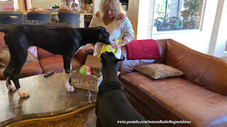 Table Bouncing Great Dane Puppy Can't Wait To Open Fairy Godmother Christmas Gifts