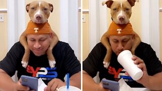 Pit Bull puppy truly loves his owner, can't stop hugging him