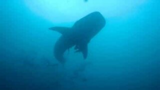 Diver in Thailand films manta ray and whale shark within minutes of each other