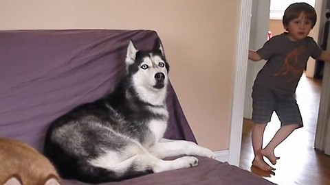 The parents asked their son what he wants to eat but this husky has something to say about it!