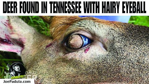 Tennessee Deer Found with a Hairy Eyeball!