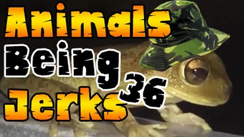 Animals Being Jerks #36