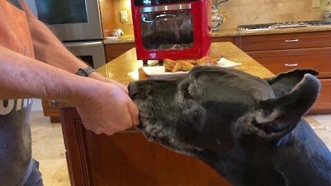 Polite Great Dane nibbles on tasty chicken wings