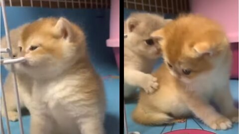 funny two cute kitten They play together so cute 😍