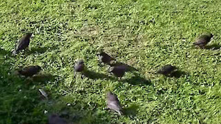 IECV NV #104 - 👀 The Family Of Starlings In The Yard 6-21-2015