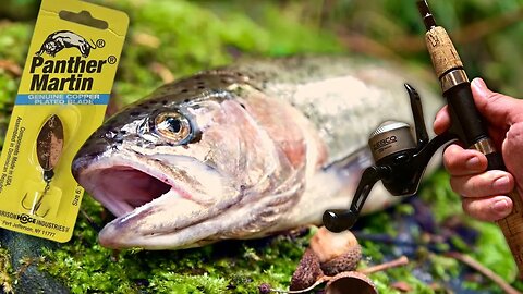 RAINBOW TROUT fishing small CREEK in North Georgia Mountains (Catch & Cook)