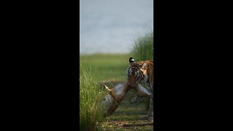 Tigress that caught an axis deer