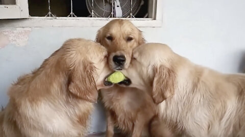 Dogs Fight For A Ball | Cute Playing Moment