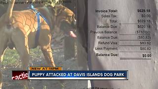 Tampa woman says her 9-month-old puppy was attacked at dog park