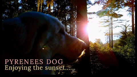 GREAT PYRENEES DOG ENJOYING THE SUNSET