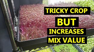 Couple Things to Watch Out For Regarding Growing Amaranth Microgreens