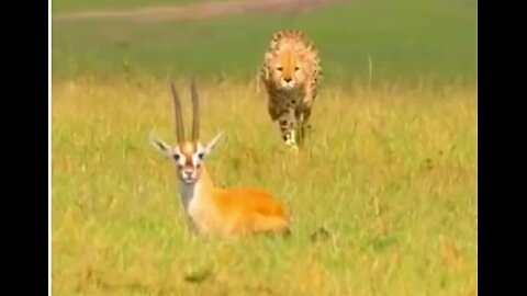 Lion vs. Deer: A Brutal Encounter Captured on Camera