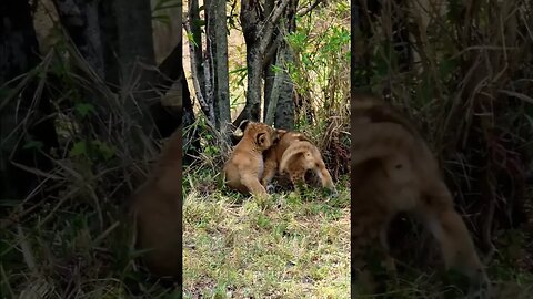 Cute Lion Cubs Play #shorts | #ShortsAfrica