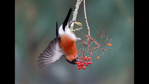 Bullfinch male bird red wildlife animals