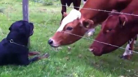 The cow acts just like a very sweet dog