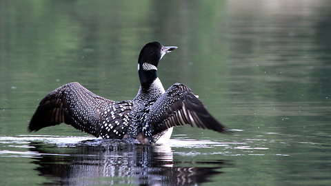Couple in canoe have unforgettable conversation with curious loon