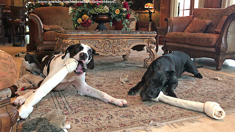 Great Danes really love their new jumbo dog bones