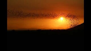 Des milliers de chauve-souris s’envolent durant un magnifique coucher de soleil