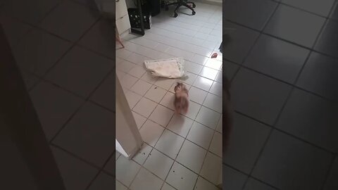 Shitzu brincando alegremente #shorts #shitzu #pets