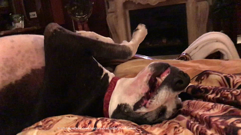 Upside Down Smiling Great Dane Watches TV in Bed