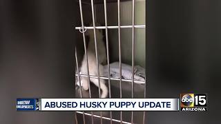 Hopeful update for husky pup with skull fractures
