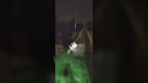 Friendly Neighborhood Spider
