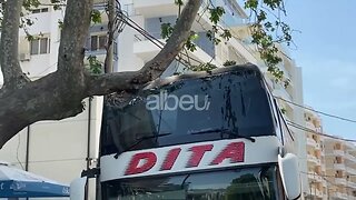 VLORE/ Autobuzi ngec në pemë, fatmirësisht vetëm më deme materiale dhe pa të lenduar