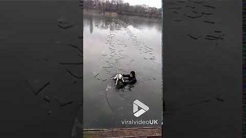 Dog gets rescued from icy lake