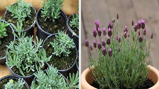 How to grow lavender at home and why it's important