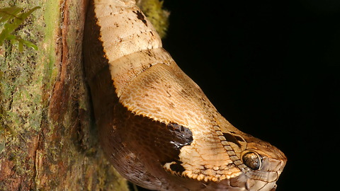 Owl Butterfly Chrysalis Perfectly Mimics Snake's Head