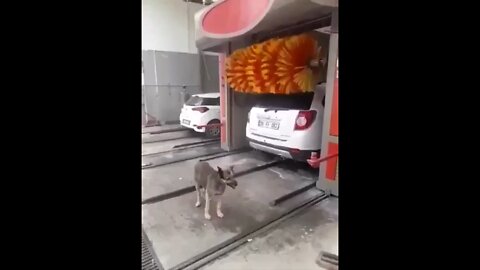 Dog Gets A Good Scrub In At The Car Wash!