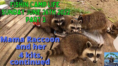 🐟Fishin Camp Life🏕️ - Sunday, June 26Th 2022 - Part 3 - Mama raccoon and her kits continued