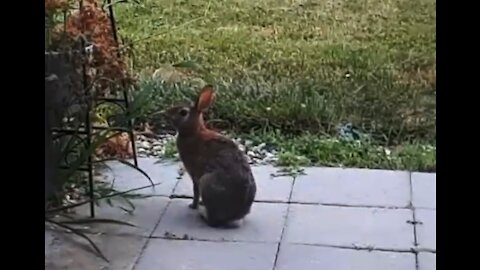 Bunny At The Front Door