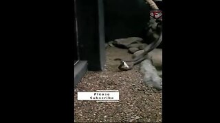 Black Mamba Venoms Effect on a Mouse #shorts #animals #snake