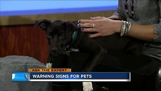 Ask the Expert: Warning signs for pets