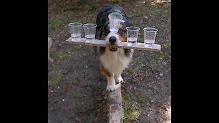 This Doggy Has An Incredible Talent Of Balancing 5 Cups On His Head